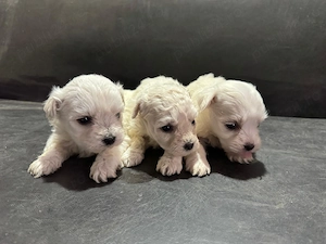 Vând căței bichon  - imagine 4