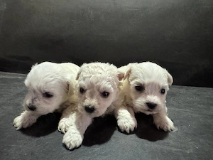 Vând căței bichon  - imagine 2