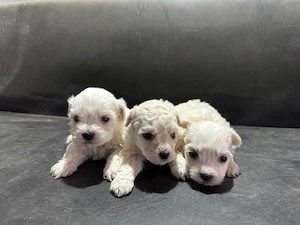 Vând căței bichon  - imagine 3