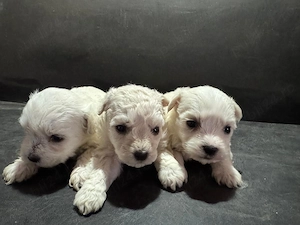 Vând căței bichon 