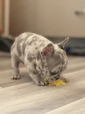 Bulldog francez merle  - imagine 3