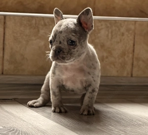 Bulldog francez merle  - imagine 4