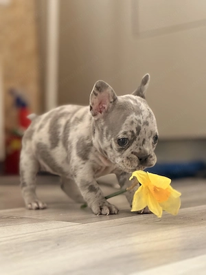 Bulldog francez merle  - imagine 2