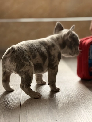 Bulldog francez merle  - imagine 5