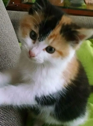 Puiuti Calico - imagine 3