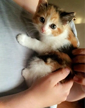 Puiuti Calico - imagine 2