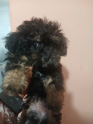 de vânzare bichon maltez 200 de lei  - imagine 2