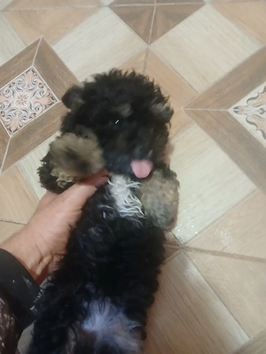 de vânzare bichon maltez 200 de lei  - imagine 3