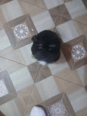 de vânzare bichon maltez 200 de lei  - imagine 4