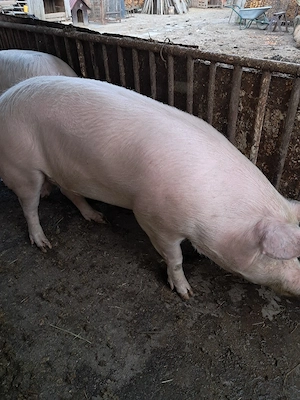 Porc de vanzare - imagine 2