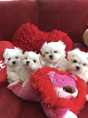Bichon talie mini toy