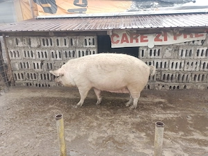 Vând sau schimb oi capre vitei - imagine 3