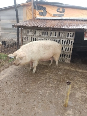 Vând sau schimb oi capre vitei