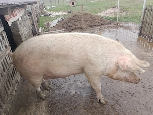 Vând sau schimb oi capre vitei - imagine 2