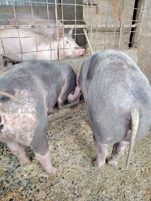 Purcele pietran - imagine 3