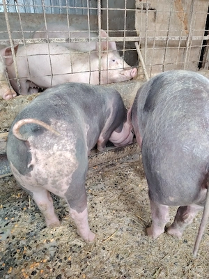 Purcele pietran - imagine 4