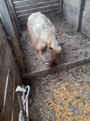 vand porci mangalita - imagine 2