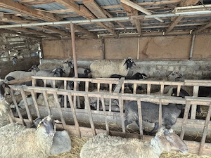 Vand miei de Pasti 23lei