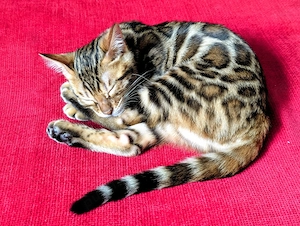 Pui Bengal Din Părinți Inregistrati TICA ( pedigree) 