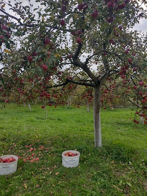 Livada-Grosi-Baia Mare