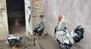 Oua de găini wyandotte pentru incubat