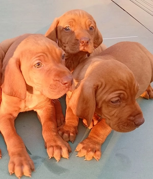 Pui Vizsla Maghiară rasă originală de vânzare 