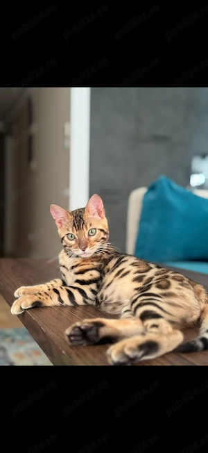 Pui Pisică Bengal, din părinți inregistrati TICA ( pedigree) 