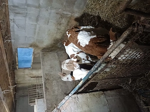 De vnzare vitei - imagine 5