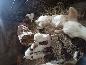 De vnzare vitei - imagine 3