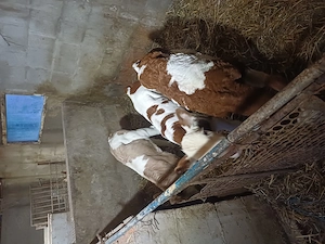 De vnzare vitei - imagine 4