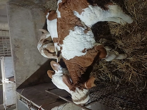 De vnzare vitei - imagine 2