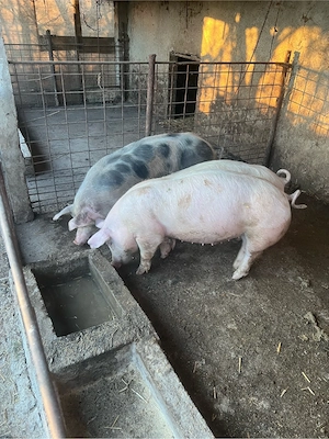 de vinzare porci 110-130 kg - imagine 3