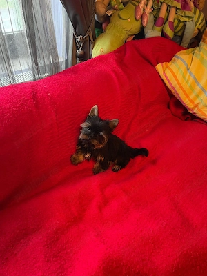 Yorkshire Terrier Pasaport Yorki Talie Mica Toy