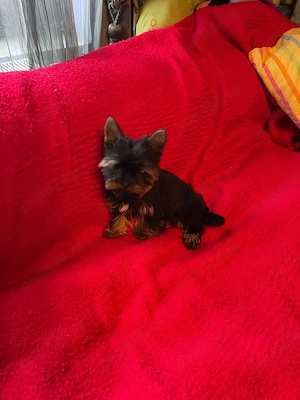 Yorkshire Terrier Pasaport Yorki Talie Mica Toy