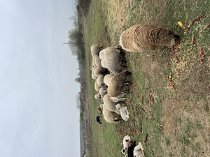 Vând oi de carne - imagine 5