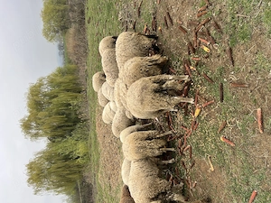 Vând oi de carne - imagine 4