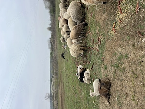 Vând oi de carne - imagine 3