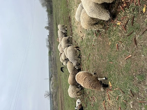 Vând oi de carne - imagine 2