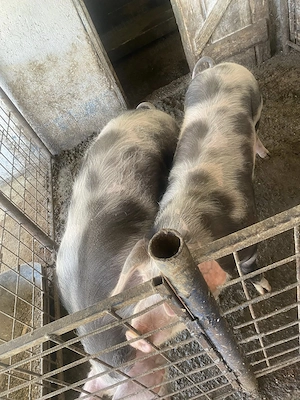 Porci de vanzare in localitatea Babadag, judet Tulcea