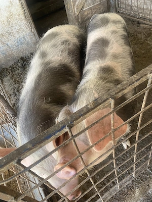 Porci de vanzare in localitatea Babadag, judet Tulcea - imagine 3