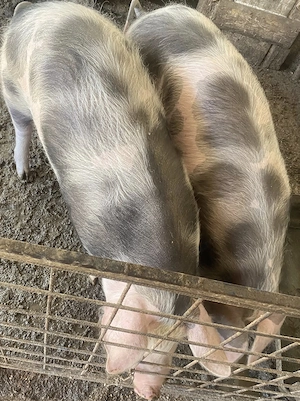 Porci de vanzare in localitatea Babadag, judet Tulcea - imagine 2