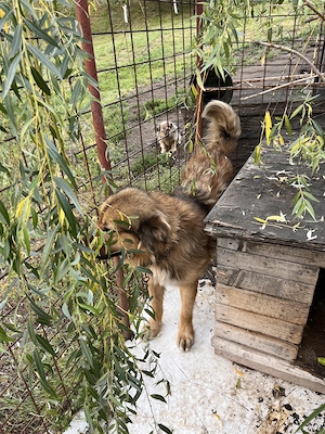 Vând câine ciobănesc  - imagine 2