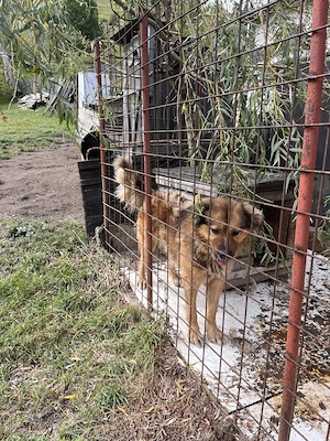 Vând câine ciobănesc  - imagine 3