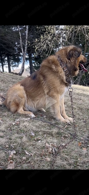 Vând câine ciobănesc 