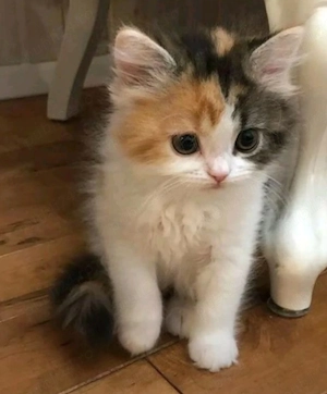 Siberiana de Pădure  - imagine 3