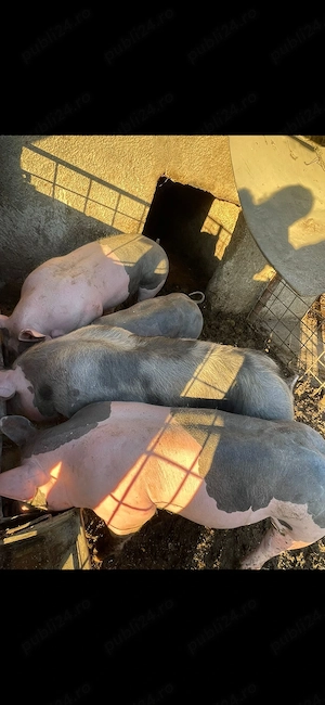 De vanzare Pietran Tel. 