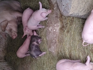 De vînzare purcei  - imagine 2