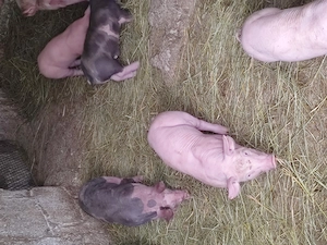 De vînzare purcei  - imagine 3