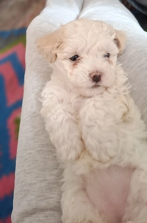Bichon maltez fetiță îsi cauta o căsuță noua urgent ! - imagine 2
