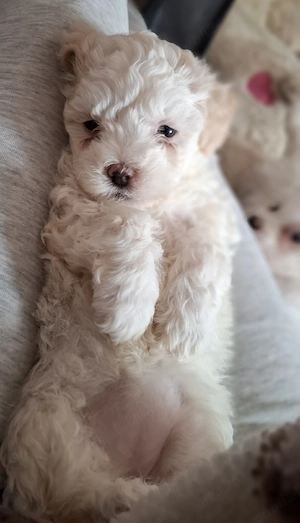 Bichon maltez fetiță îsi cauta o căsuță noua urgent ! - imagine 3